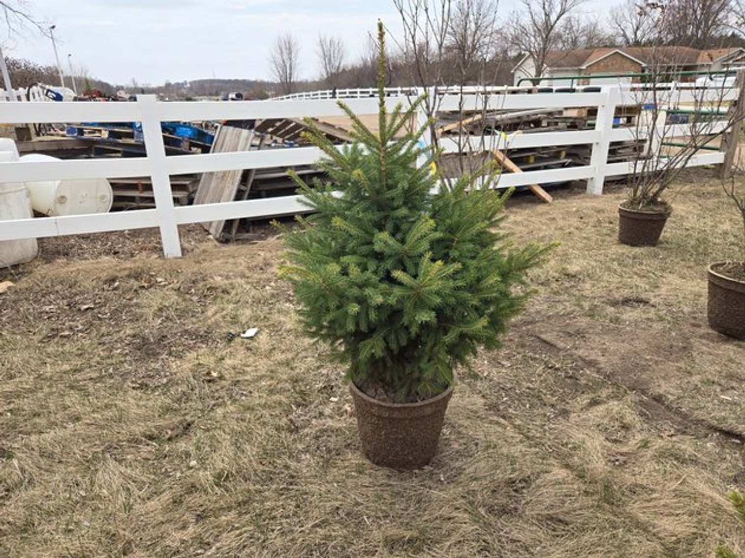 Image for April 2025 Trees