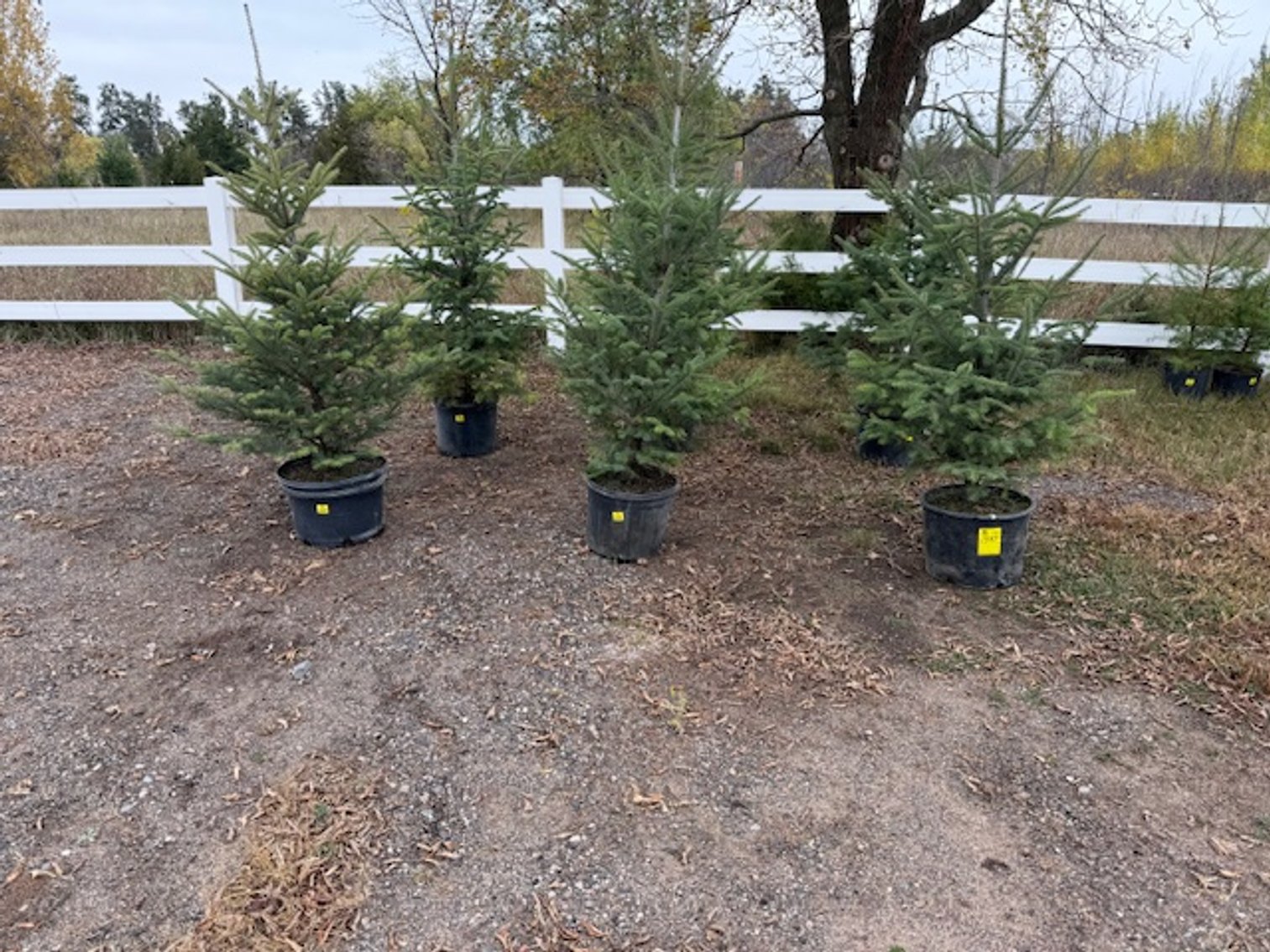 Image for October Trees