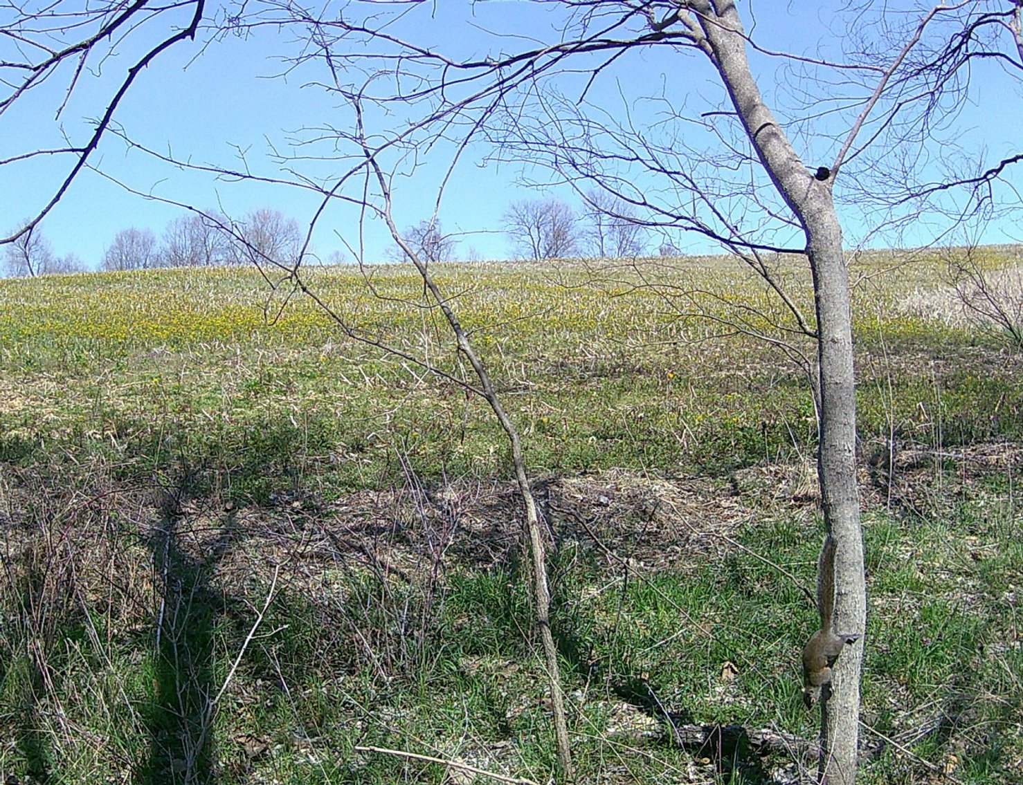 Image for The Wright Family Land Auction