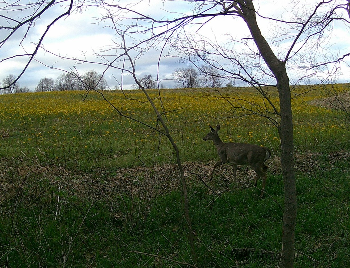 Image for The Wright Family Land Auction