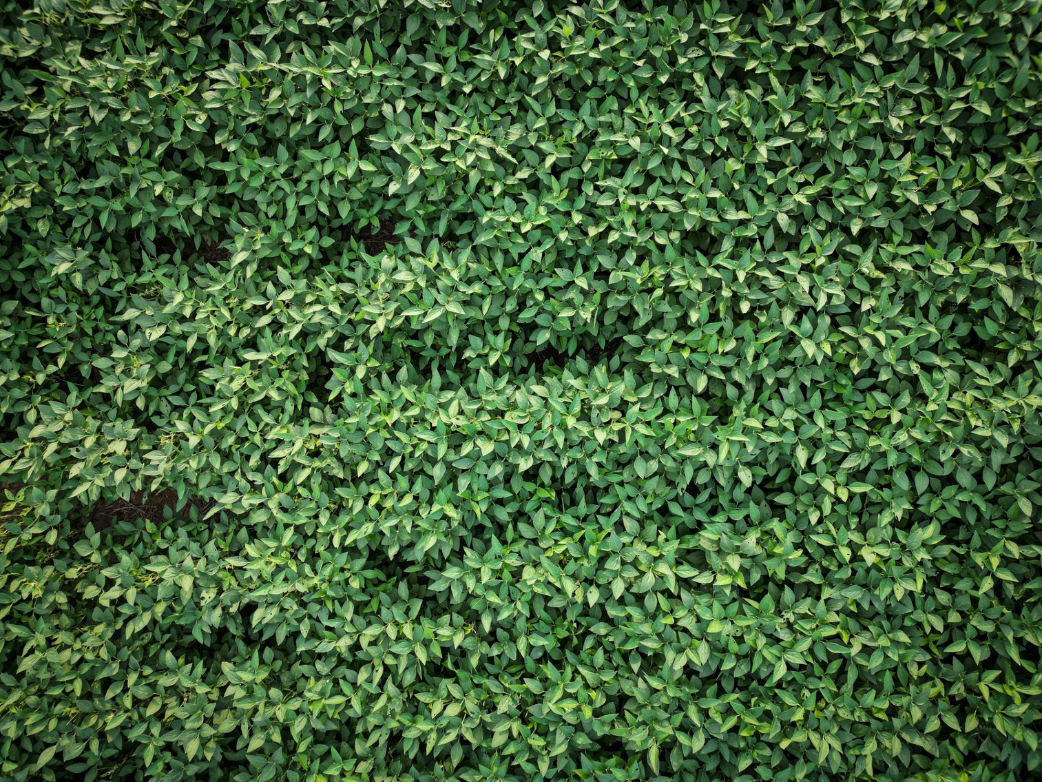 Image for Live & Online Land Auction Ava, IL