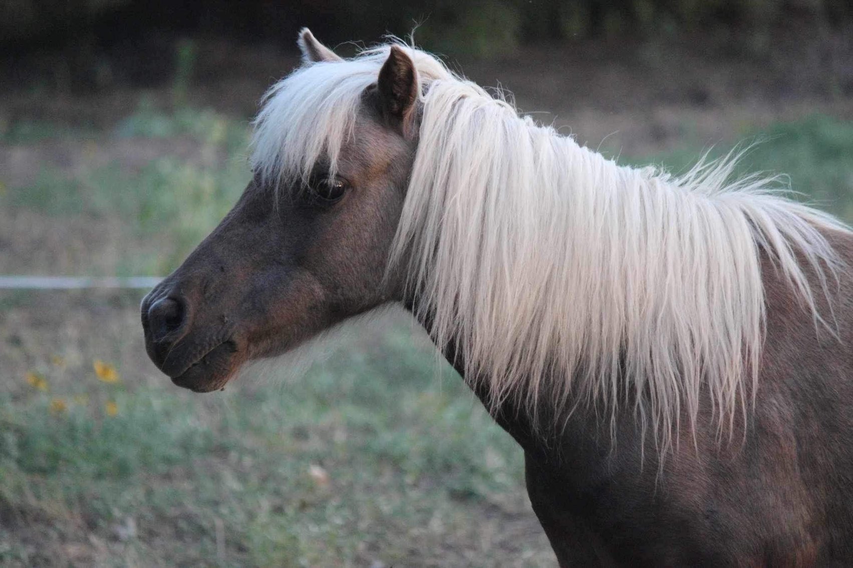 Image for Jones Livestock Auction THURSDAY December 7th  Jones, Oklahoma