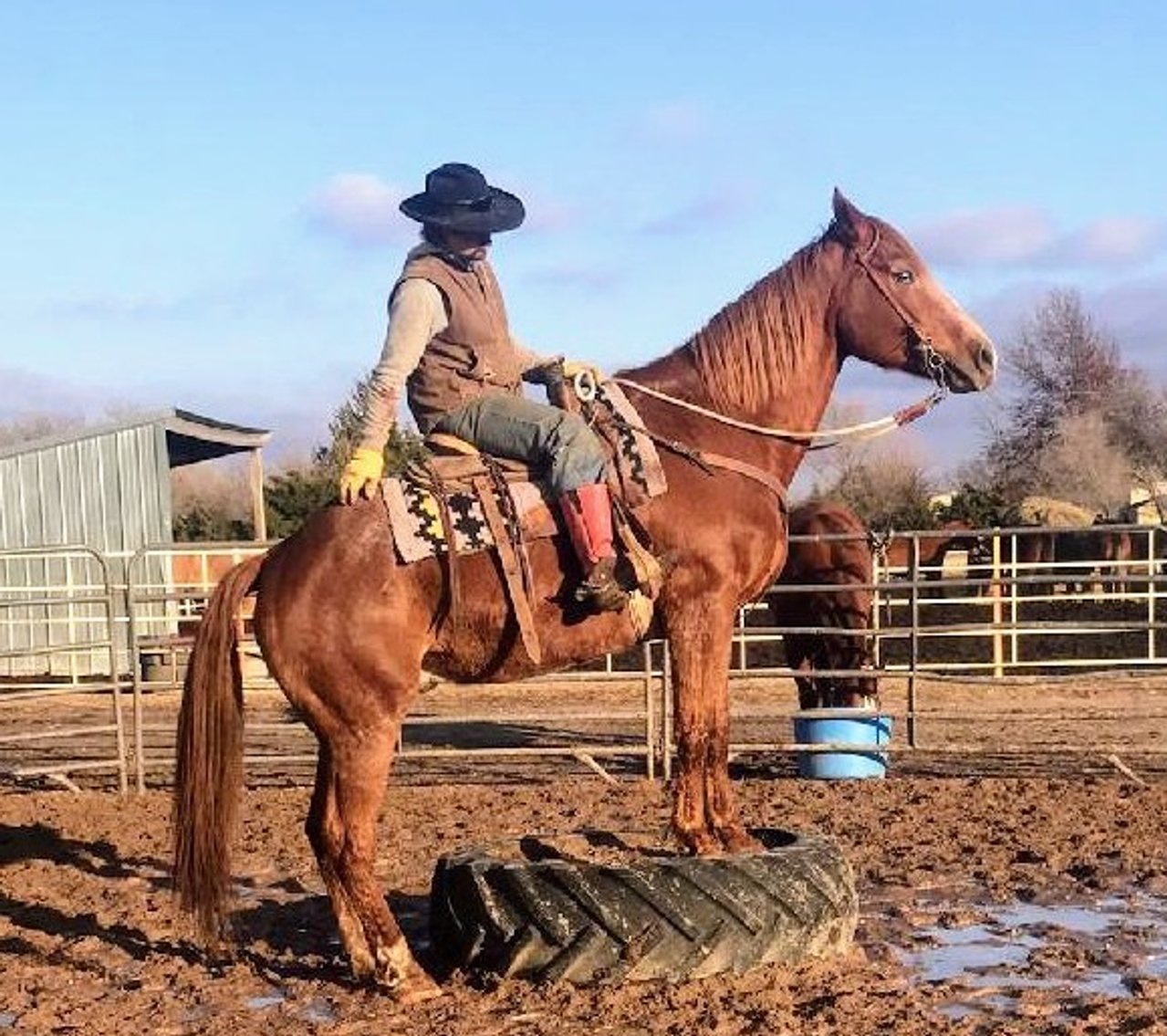 Image for Jones Livestock Auction THURSDAY December 7th  Jones, Oklahoma