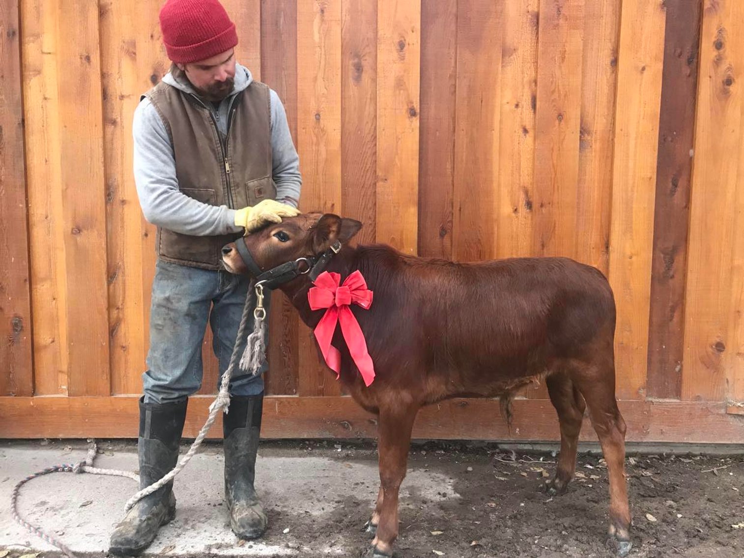 Image for Jones Livestock Auction THURSDAY December 7th  Jones, Oklahoma