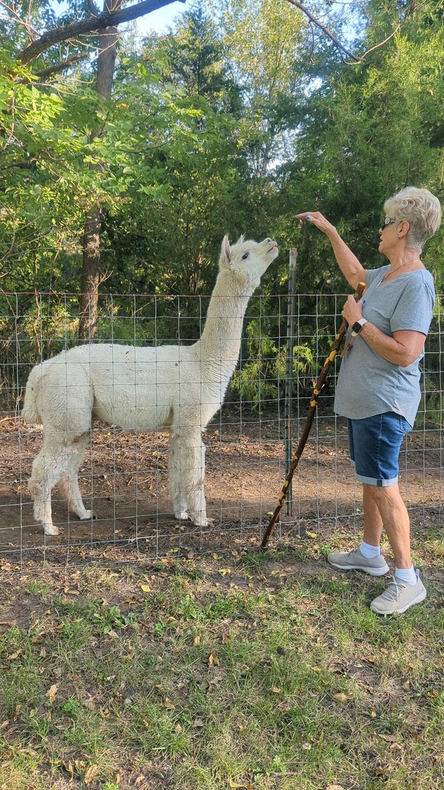Image for Jones Livestock Auction THURSDAY December 7th  Jones, Oklahoma