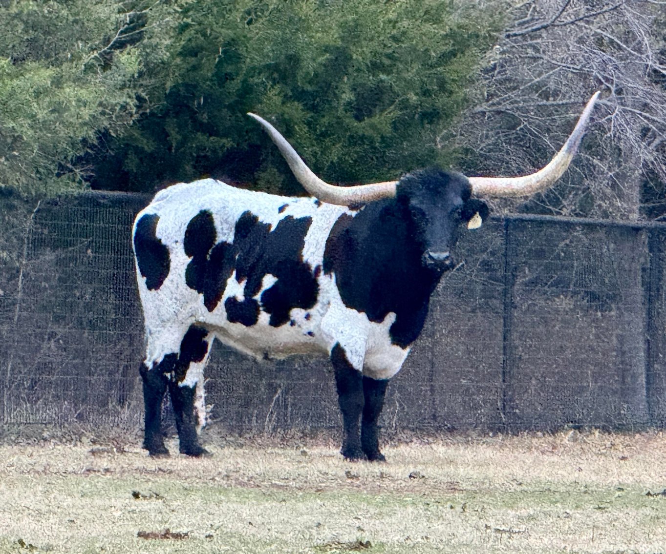 Image for Jones Livestock Auction THURSDAY December 7th  Jones, Oklahoma