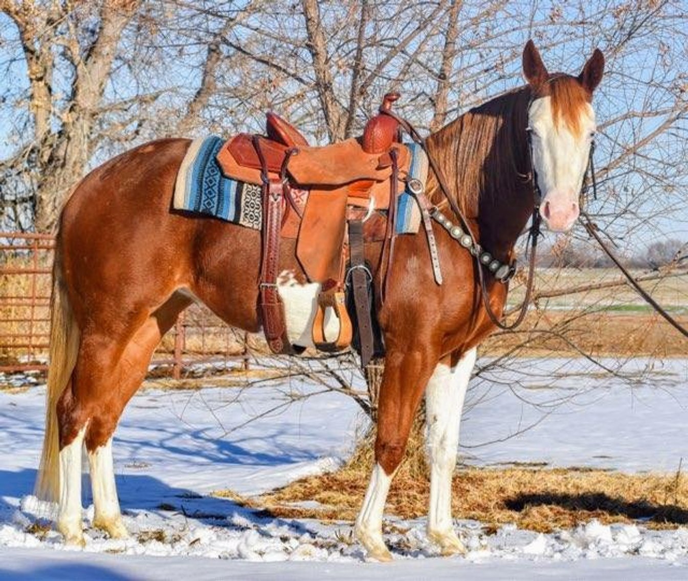 Image for Ocala Horse Sale January 6th - Ocala, Florida