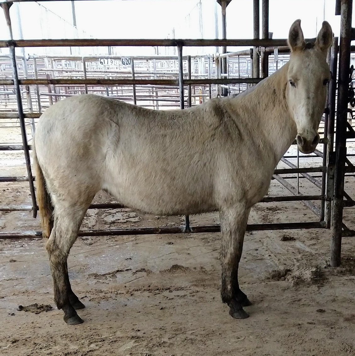 Image for Jones Livestock Auction THURSDAY December 7th  Jones, Oklahoma