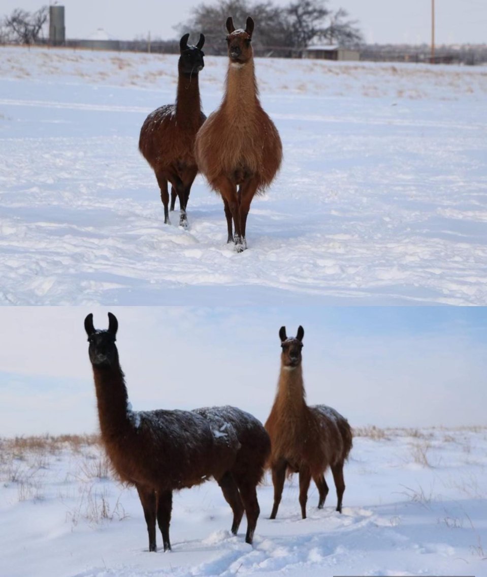 Image for Jones Livestock Auction THURSDAY December 7th  Jones, Oklahoma