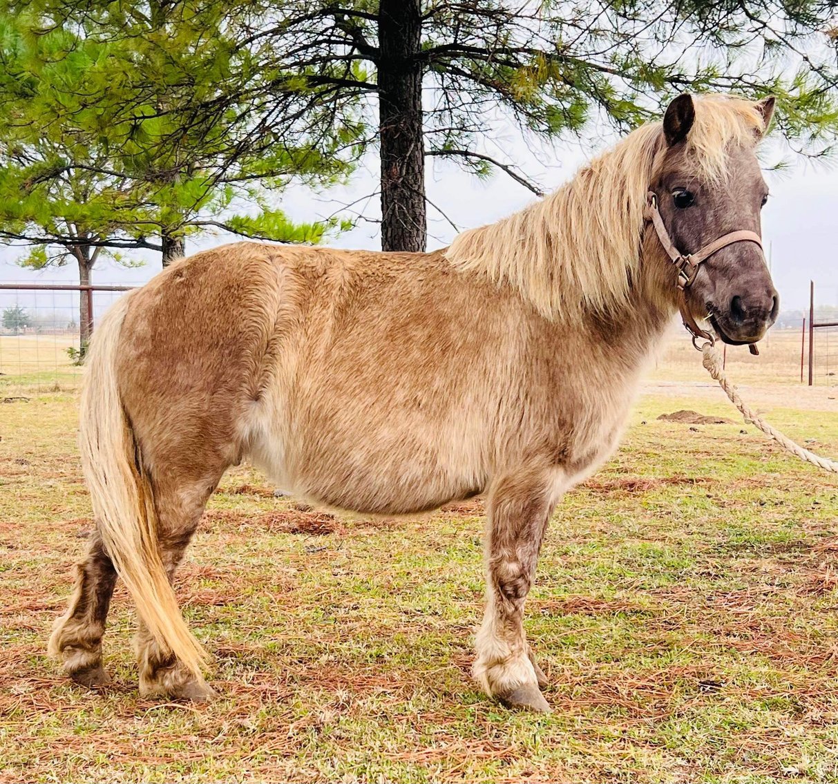 Image for Jones Livestock Auction THURSDAY December 7th  Jones, Oklahoma