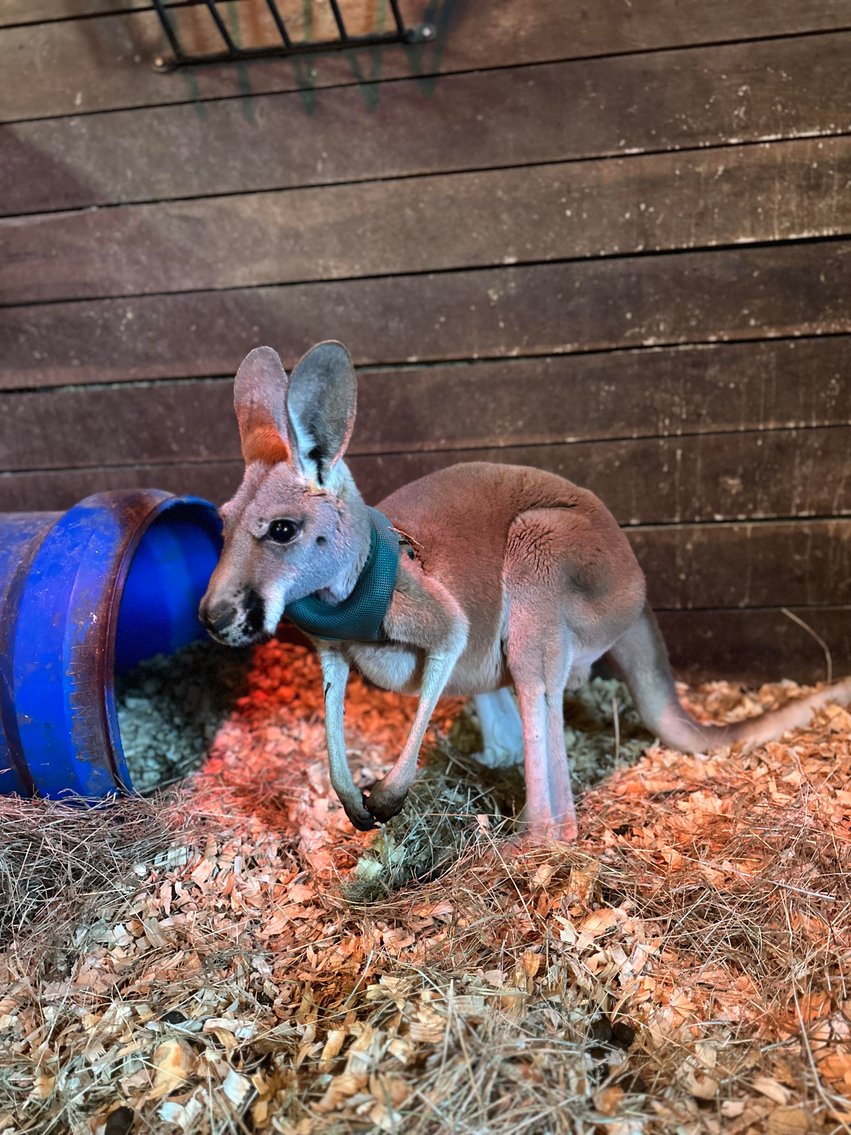 Image for Jones Livestock Auction THURSDAY December 7th  Jones, Oklahoma