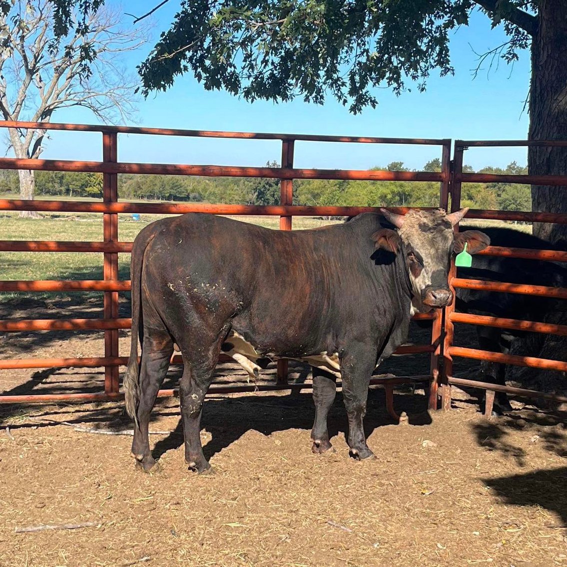 Image for Jones Livestock Auction THURSDAY December 7th  Jones, Oklahoma