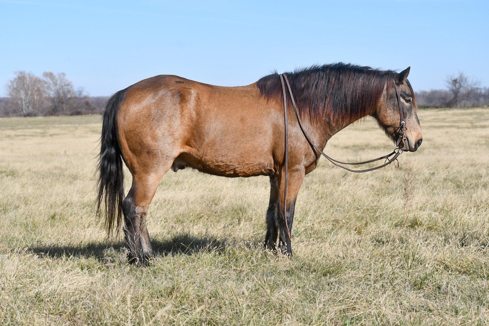 Image for Jones Livestock Auction THURSDAY December 7th  Jones, Oklahoma