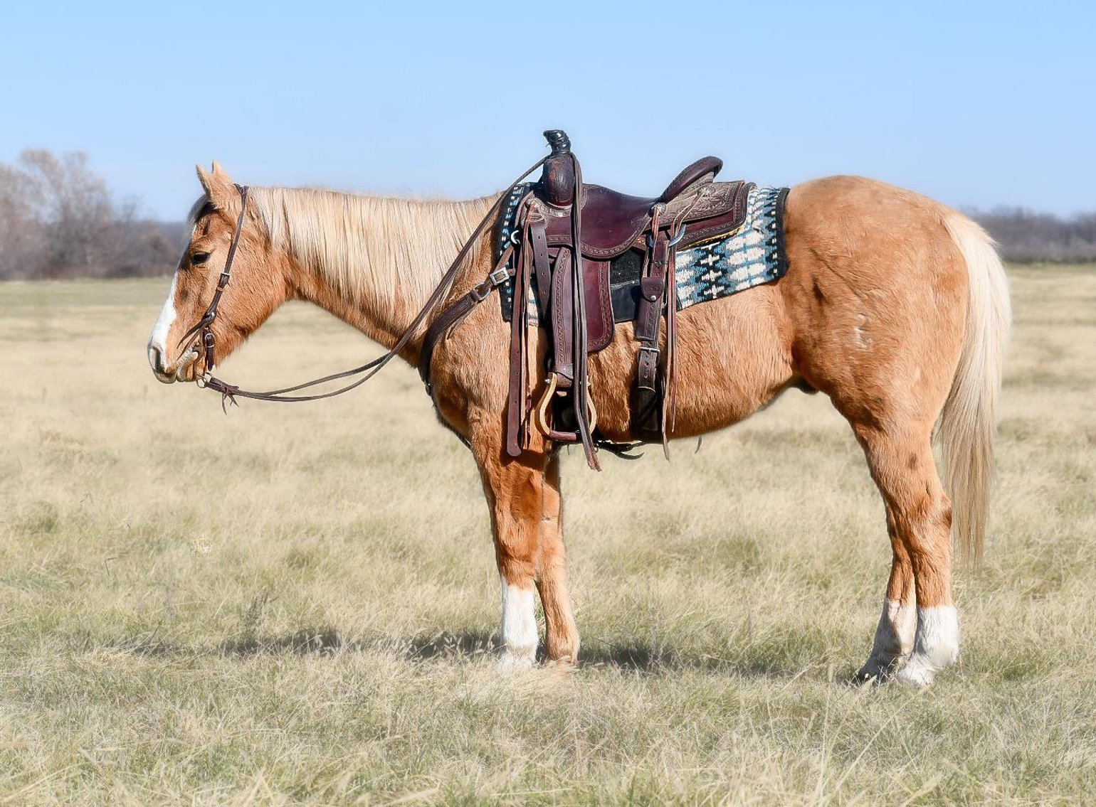 Image for Jones Livestock Auction THURSDAY December 7th  Jones, Oklahoma