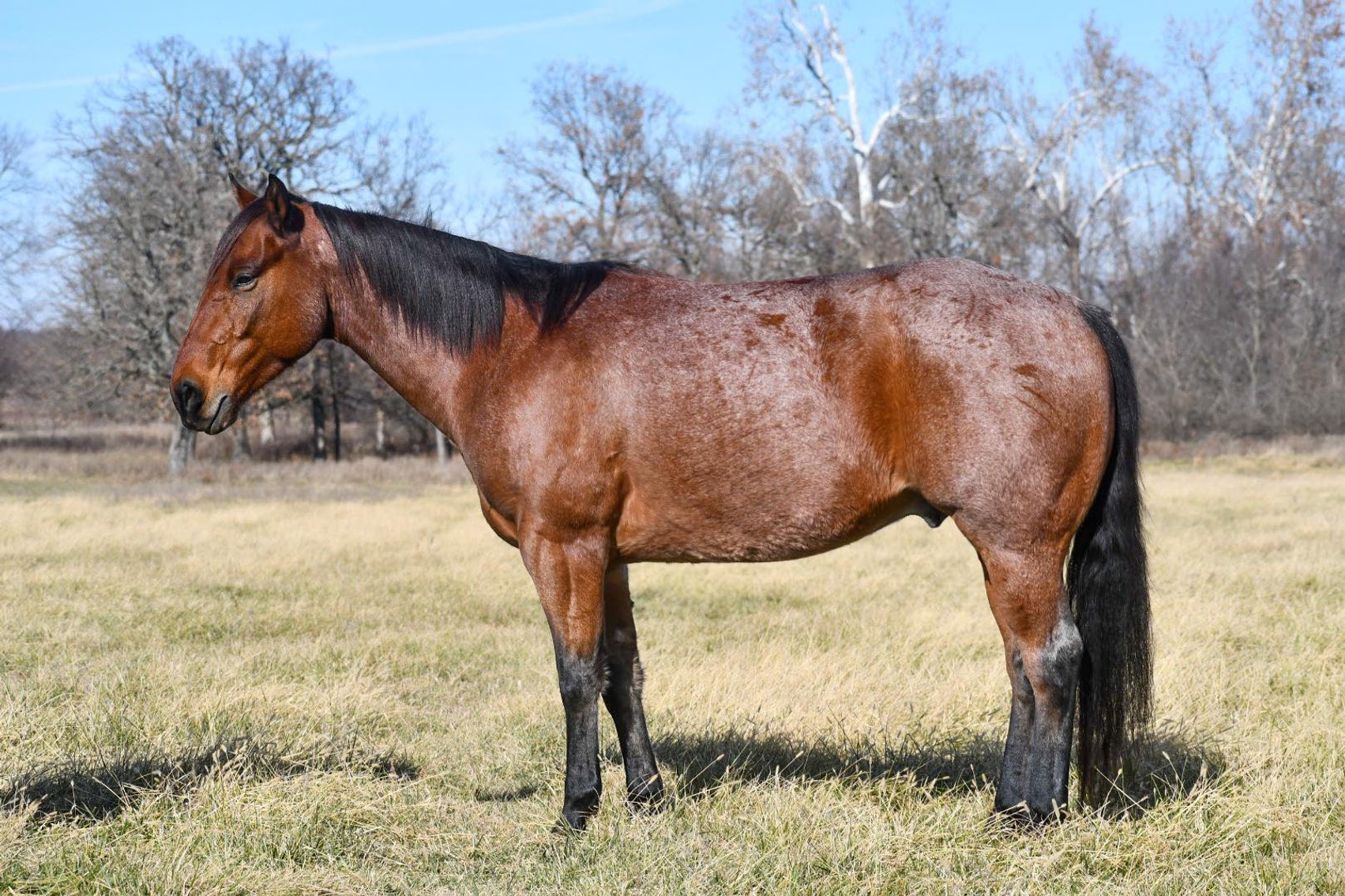 Image for Jones Livestock Auction THURSDAY December 7th  Jones, Oklahoma