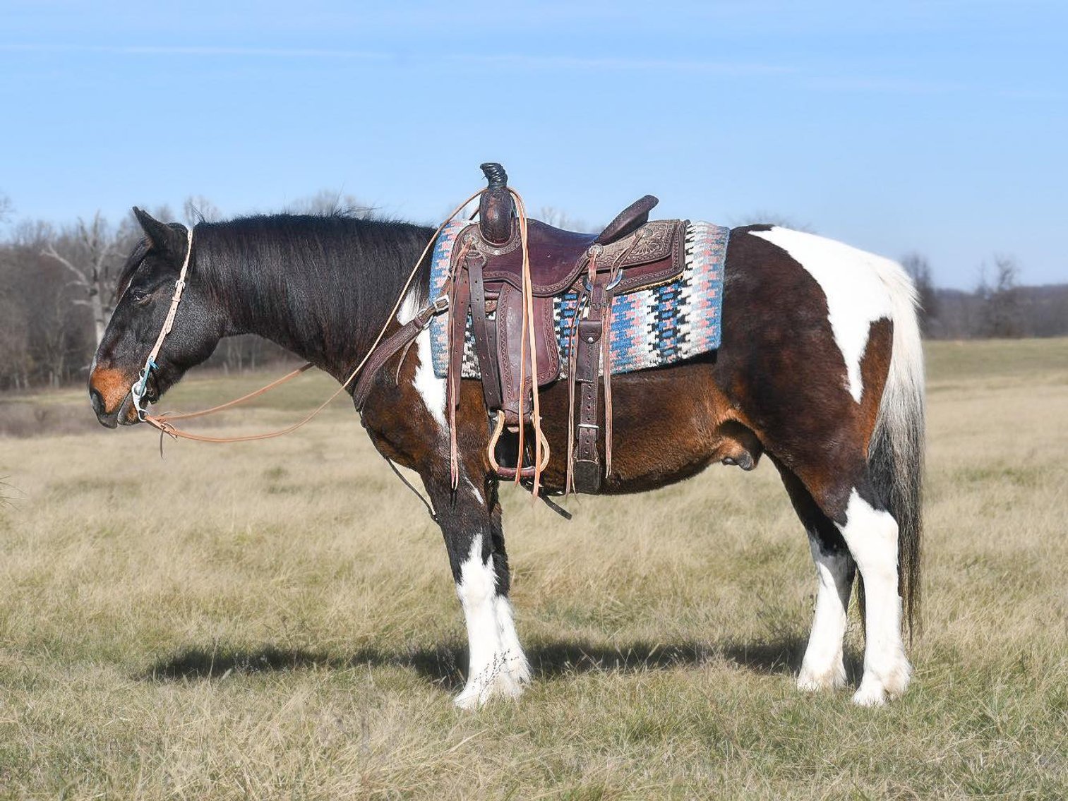 Image for Jones Livestock Auction THURSDAY December 7th  Jones, Oklahoma