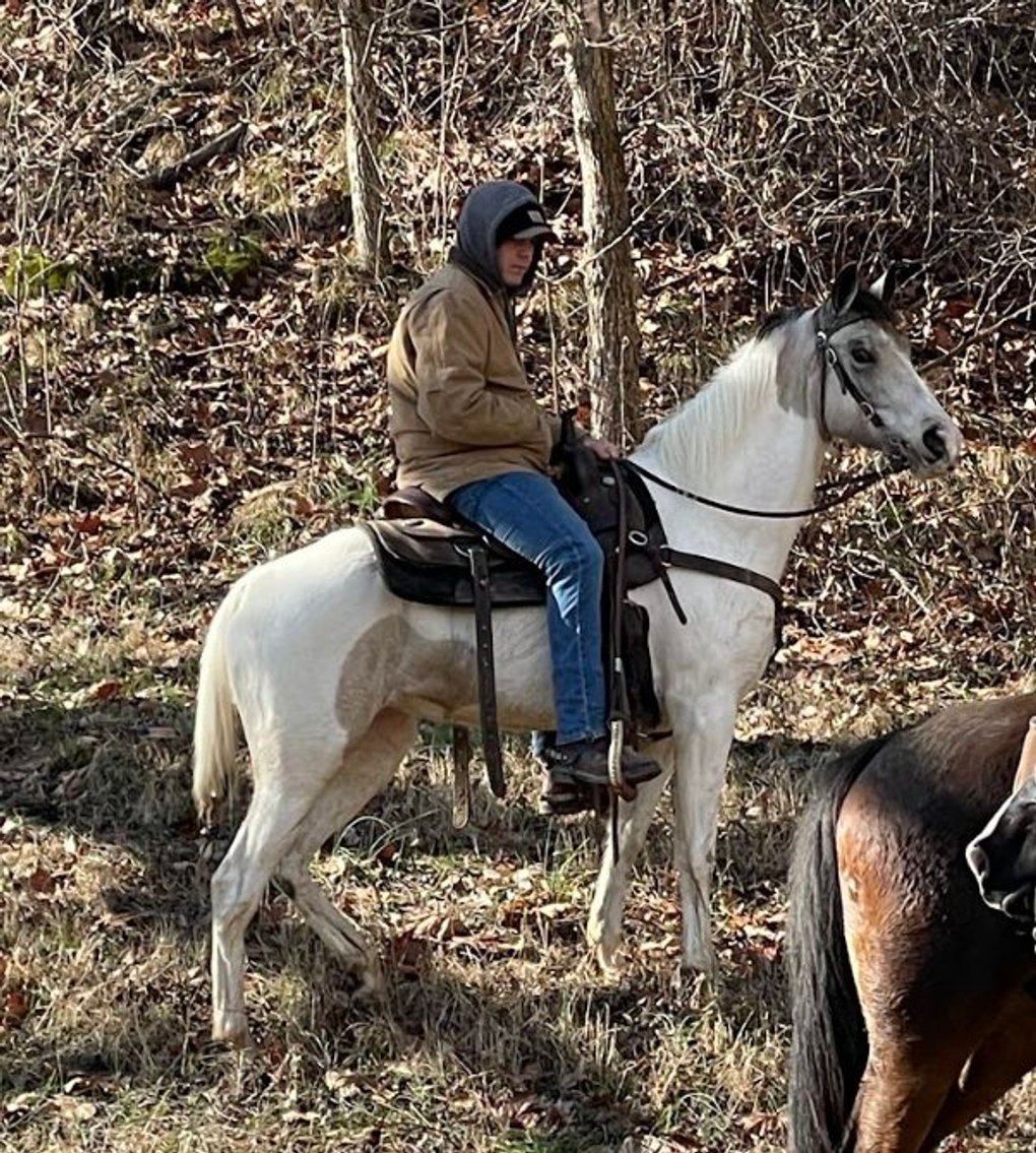 Image for East Tennessee 4B Gaited Horse Sale  White Pine, Tennessee - February 24th