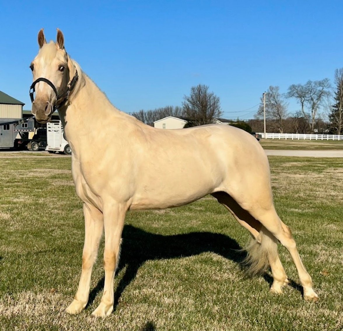 Image for East Tennessee 4B Gaited Horse Sale  White Pine, Tennessee - February 24th