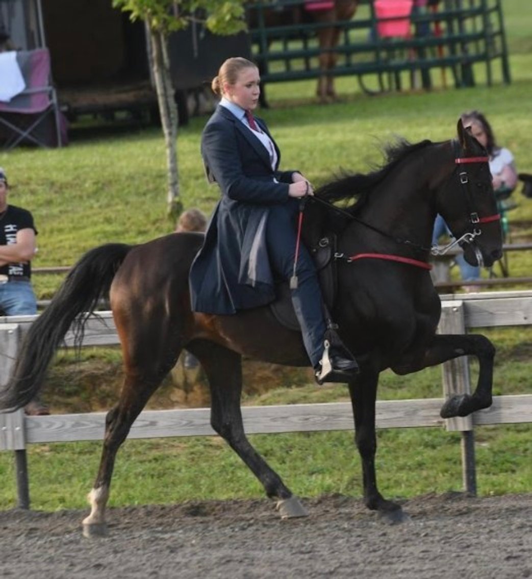 Image for East Tennessee 4B Gaited Horse Sale  White Pine, Tennessee - February 24th