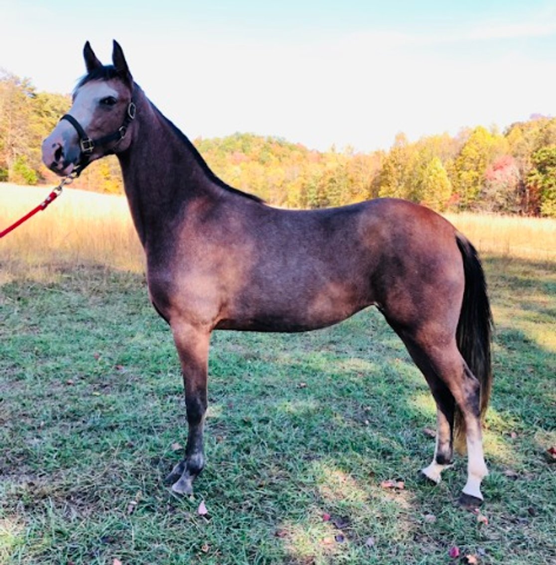 Image for East Tennessee 4B Gaited Horse Sale  White Pine, Tennessee - February 24th
