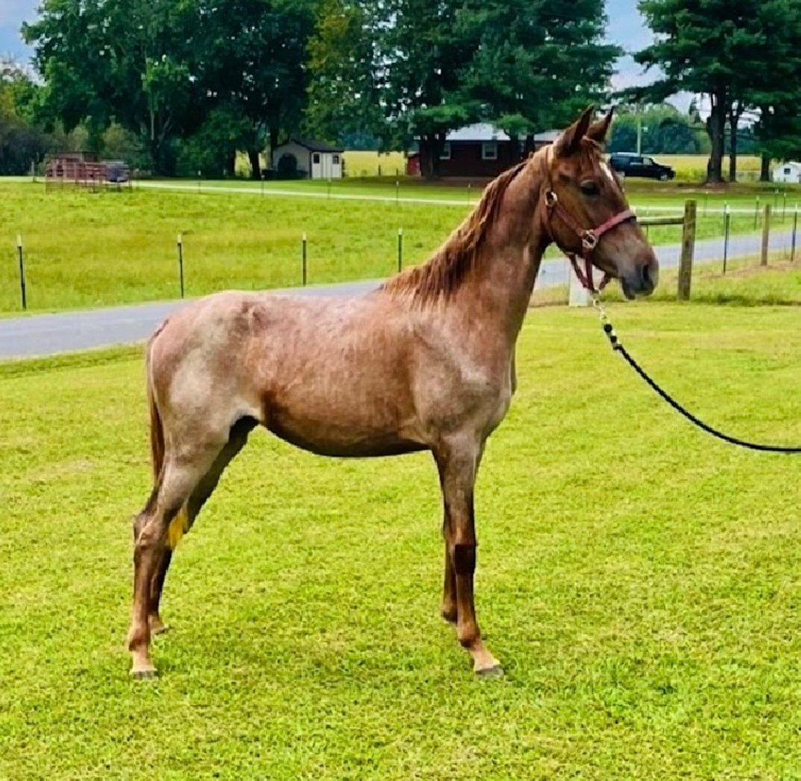Image for East Tennessee 4B Gaited Horse Sale  White Pine, Tennessee - February 24th