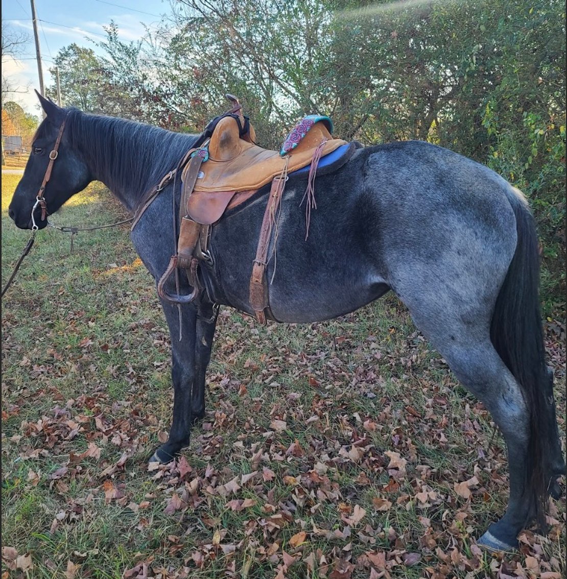Image for East Tennessee 4B Gaited Horse Sale  White Pine, Tennessee - February 24th