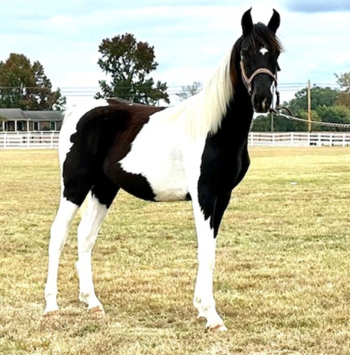 Image for East Tennessee 4B Gaited Horse Sale  White Pine, Tennessee - February 24th
