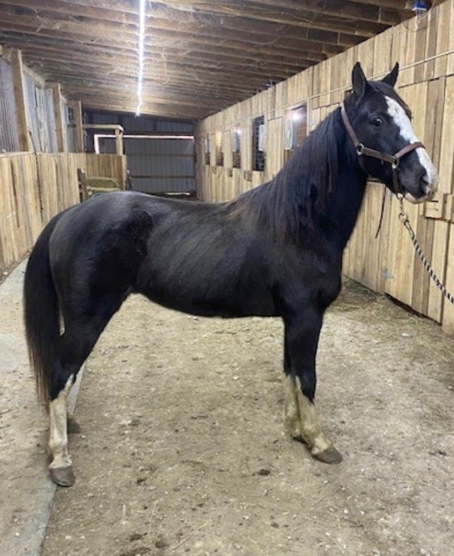 Image for East Tennessee 4B Gaited Horse Sale  White Pine, Tennessee - February 24th