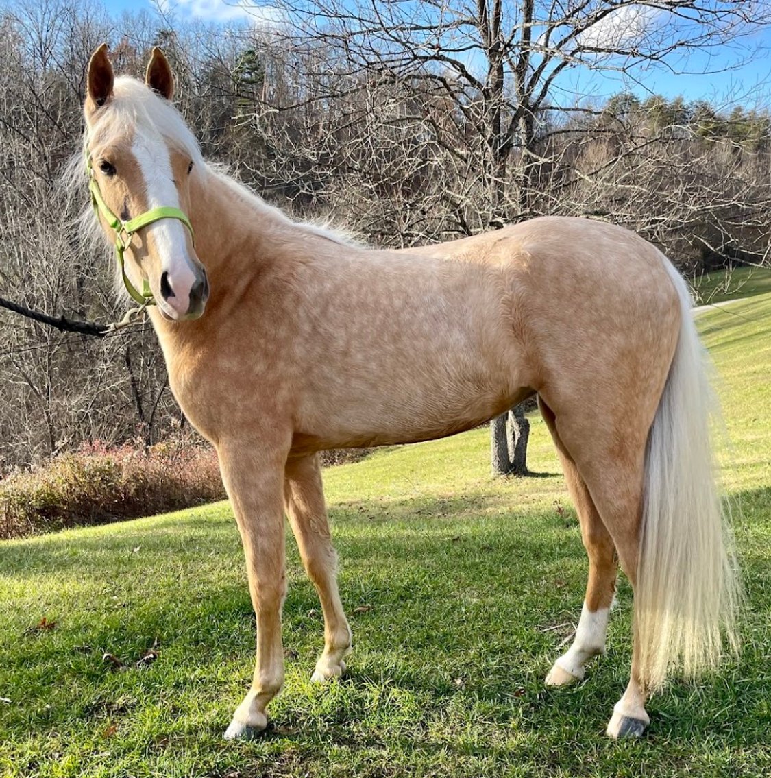Image for East Tennessee 4B Gaited Horse Sale  White Pine, Tennessee - February 24th