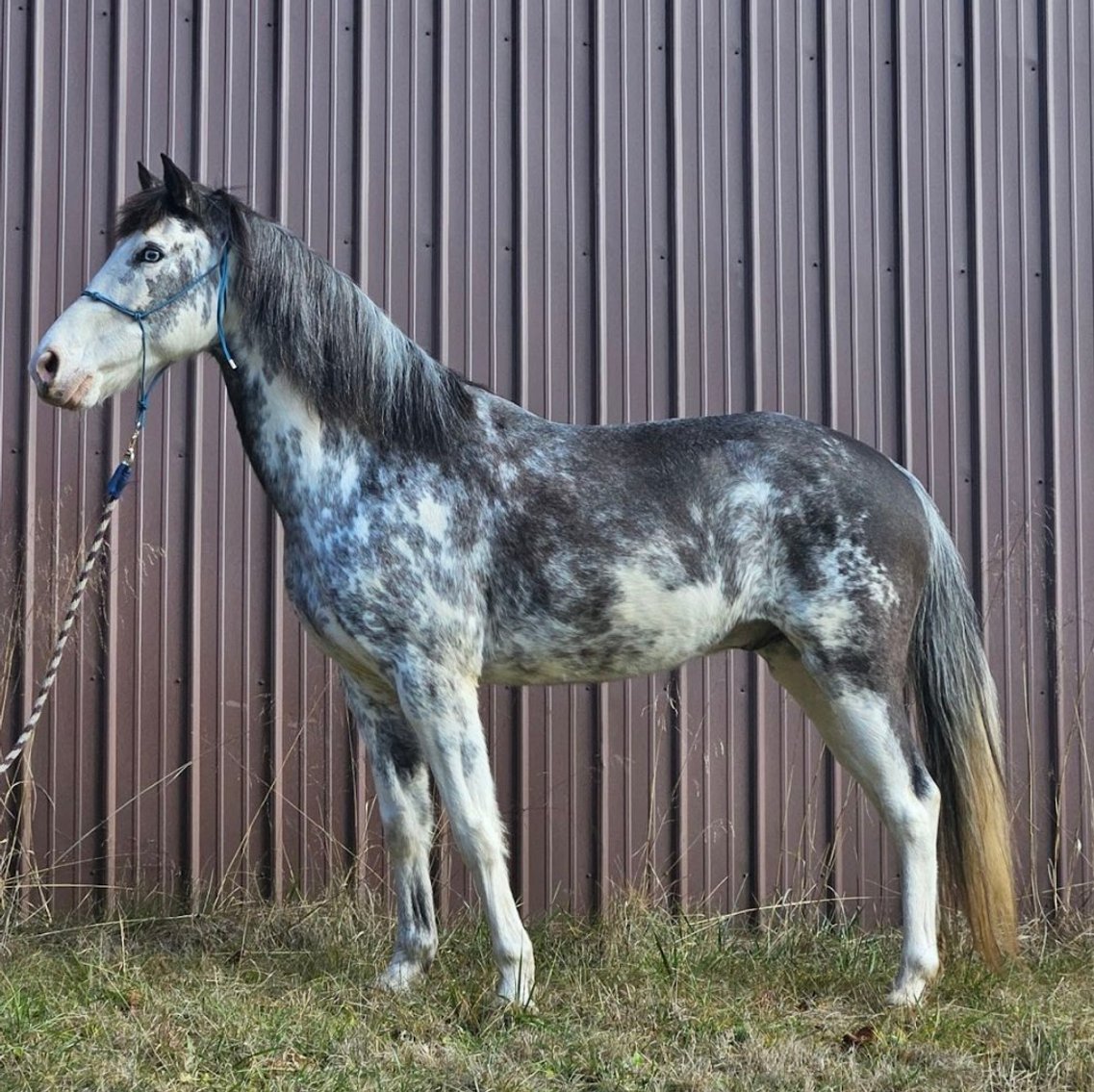 Image for East Tennessee 4B Gaited Horse Sale  White Pine, Tennessee - February 24th