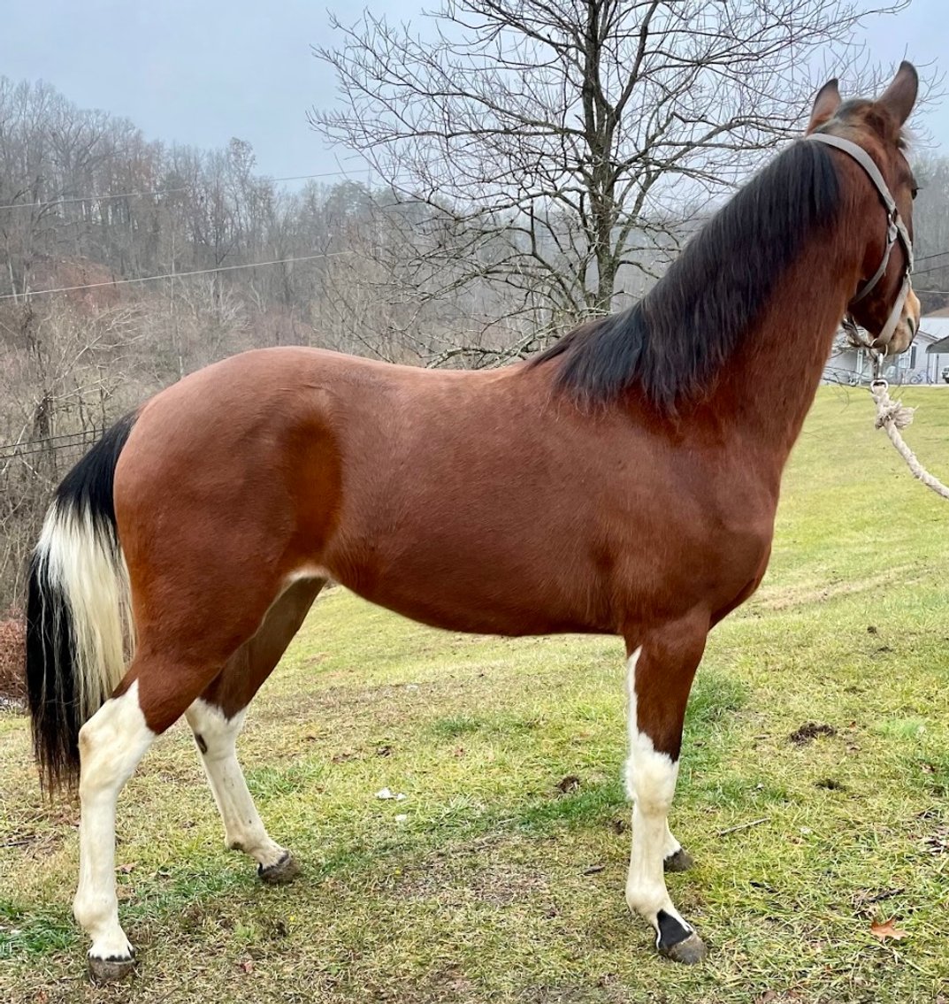 Image for East Tennessee 4B Gaited Horse Sale  White Pine, Tennessee - February 24th