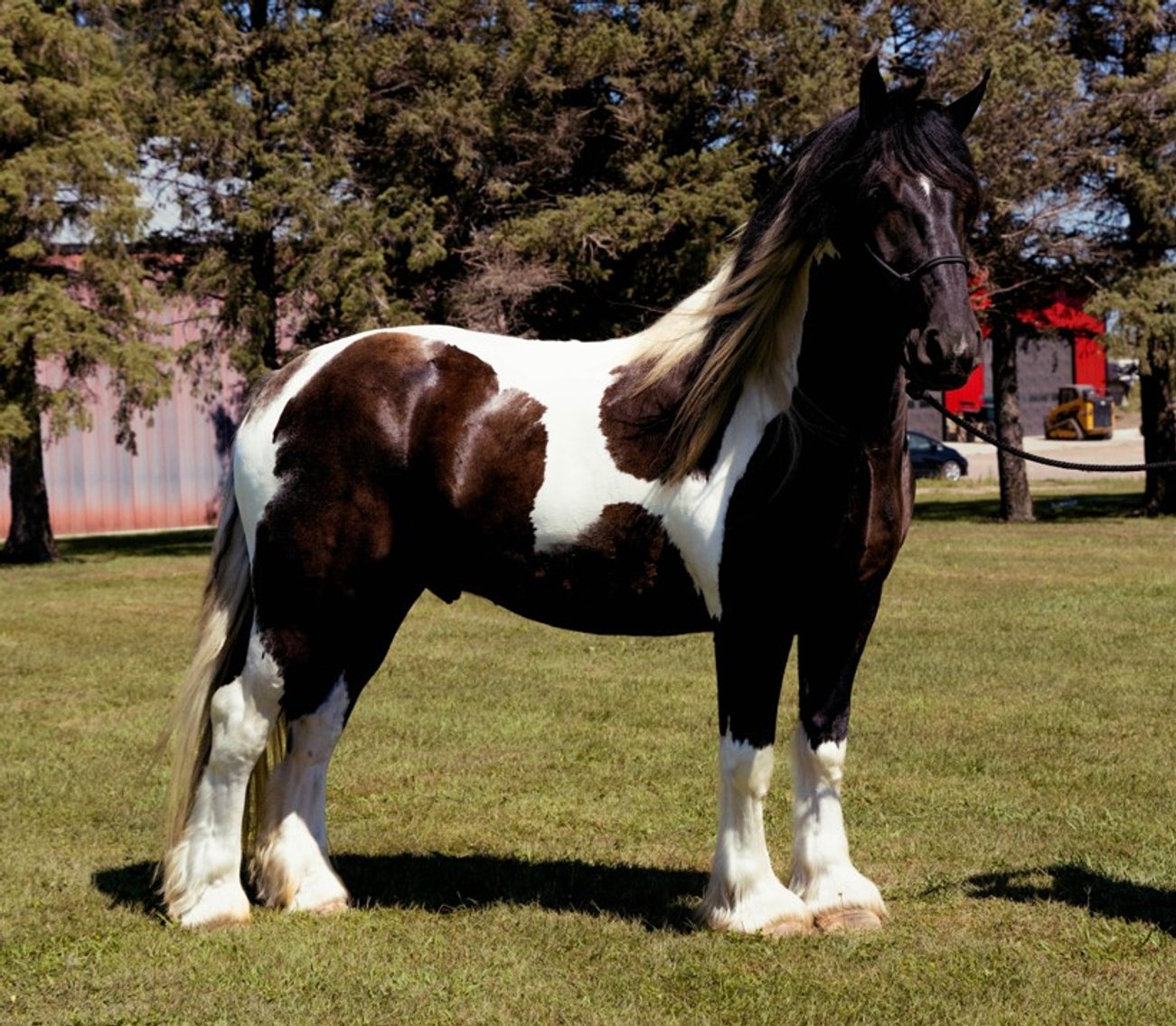 Image for NPEC Mount Up Sale - New Paris, Indiana - SALE DAY FRIDAY, MARCH 1ST!