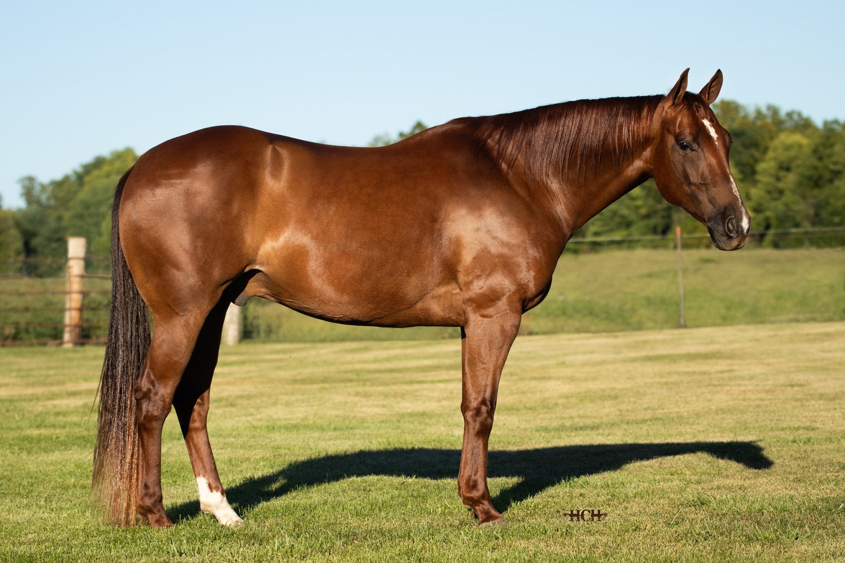 Image for NPEC Mount Up Sale - New Paris, Indiana - SALE DAY FRIDAY, MARCH 1ST!