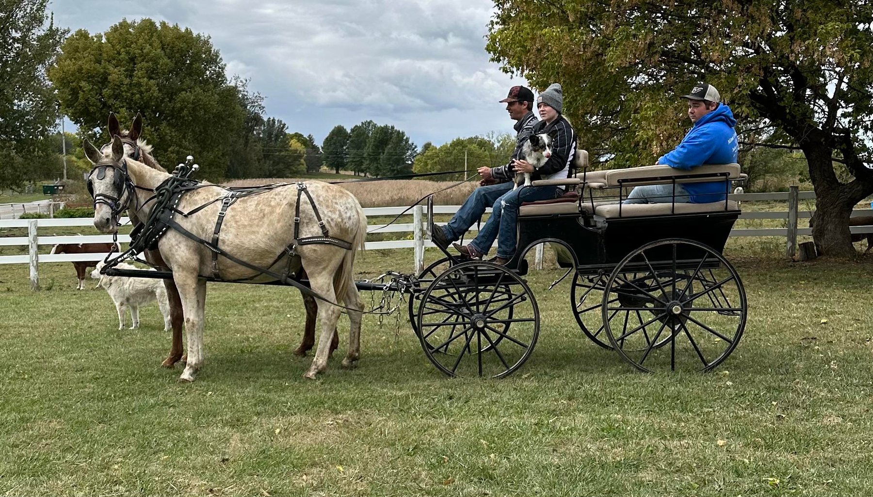 Image for Interstate Regional Stockyards TWO DAY FEBRUARY SPECIAL - DAY 2 - THURSDAY FEBRUARY 22ND