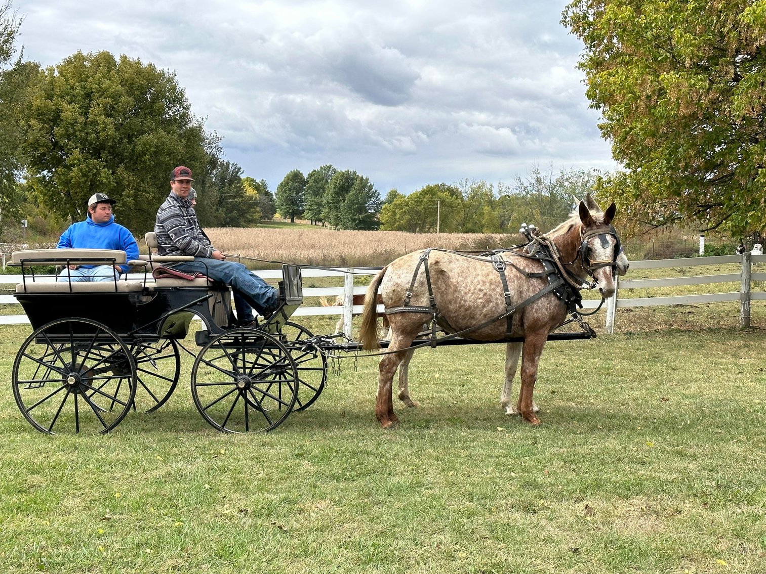 Image for Interstate Regional Stockyards TWO DAY FEBRUARY SPECIAL - DAY 2 - THURSDAY FEBRUARY 22ND