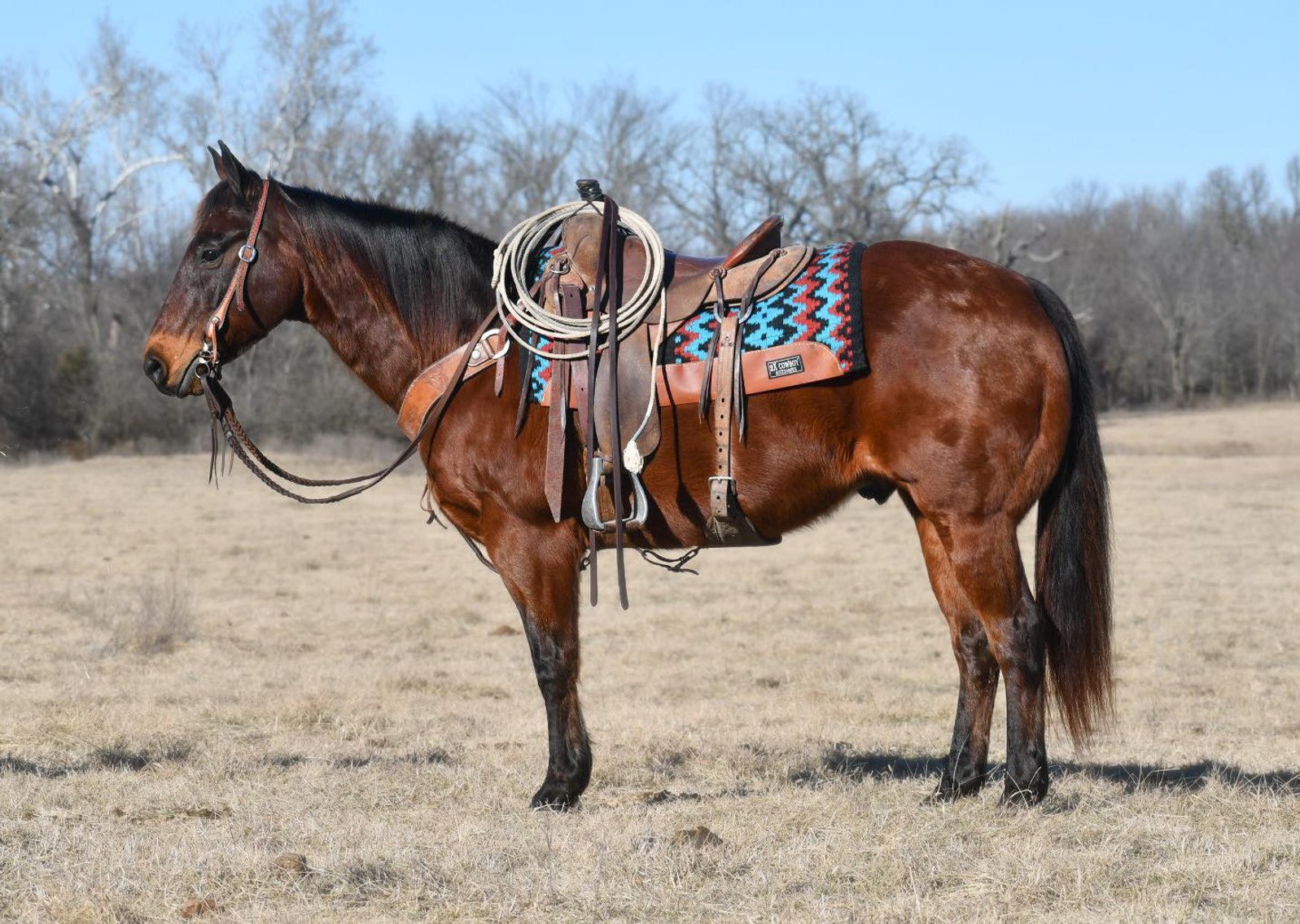 Image for Jones Livestock Auction SPECIAL HORSE & TACK SALE!   SUNDAY - FEBRUARY 11TH!