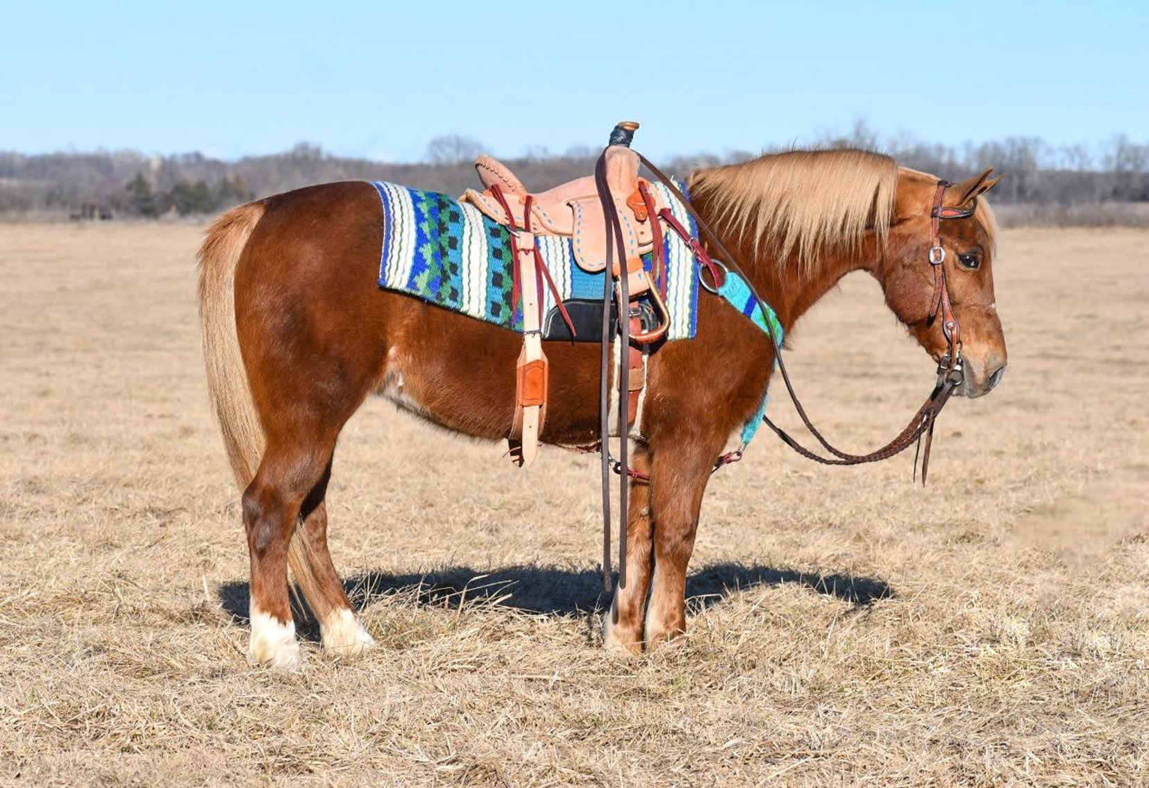 Image for Jones Livestock Auction SPECIAL HORSE & TACK SALE!   SUNDAY - FEBRUARY 11TH!