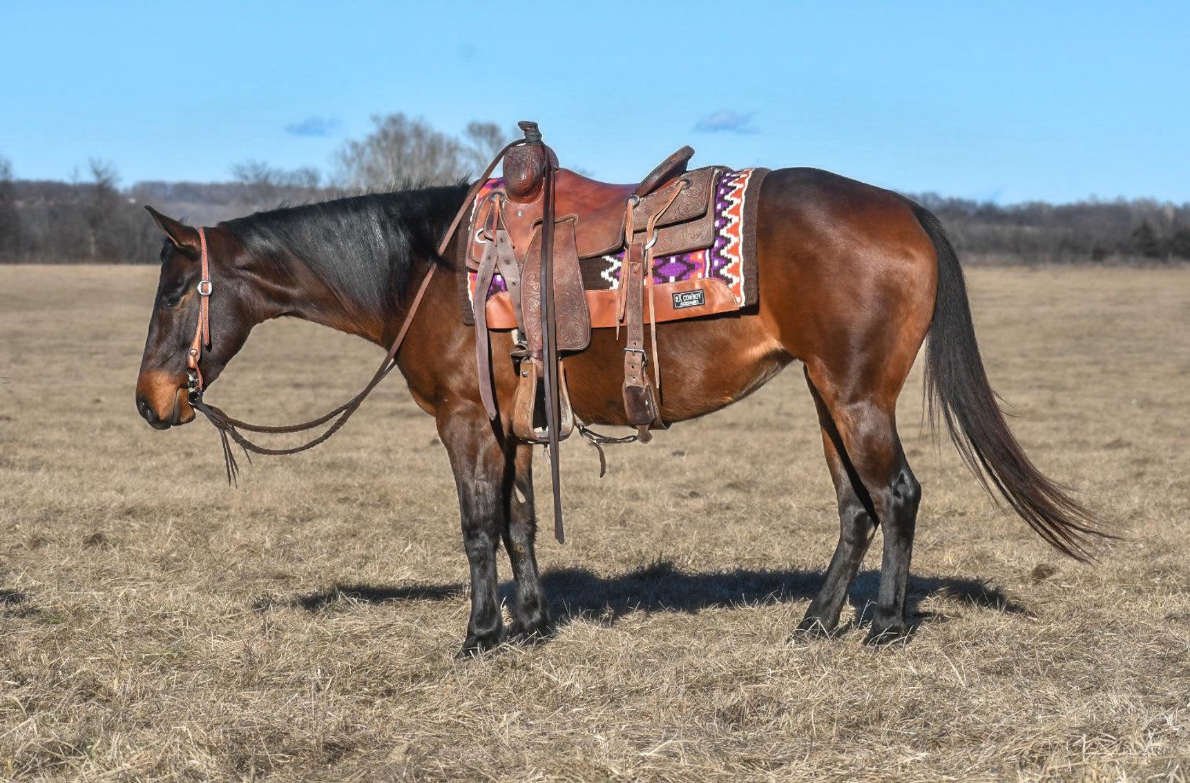 Image for Jones Livestock Auction SPECIAL HORSE & TACK SALE!   SUNDAY - FEBRUARY 11TH!