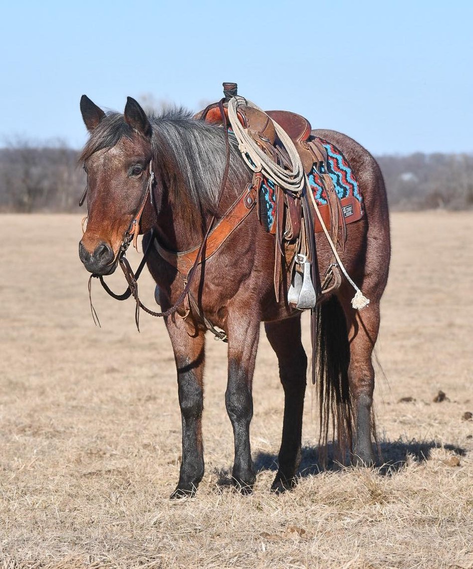 Image for Jones Livestock Auction SPECIAL HORSE & TACK SALE!   SUNDAY - FEBRUARY 11TH!