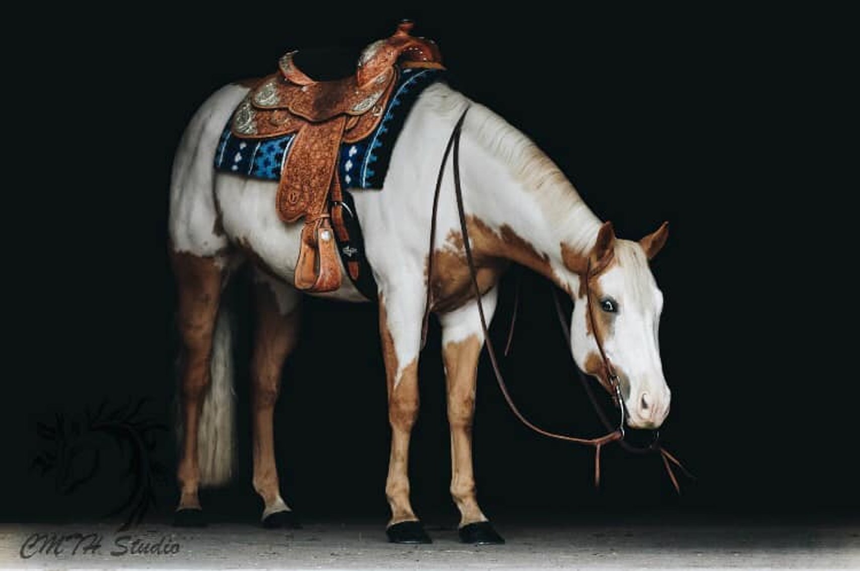 Image for Twin Cities Horse Sales - Appaloosa, Paint, & Quarter Horse Sale  APRIL 6TH Cannon Falls, Minnesota