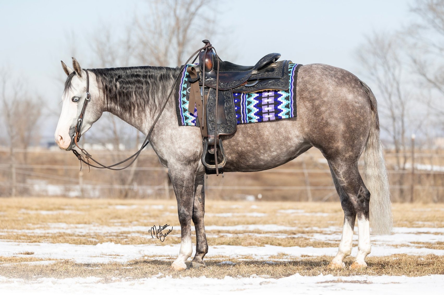 Image for Twin Cities Horse Sales - Appaloosa, Paint, & Quarter Horse Sale  APRIL 6TH Cannon Falls, Minnesota