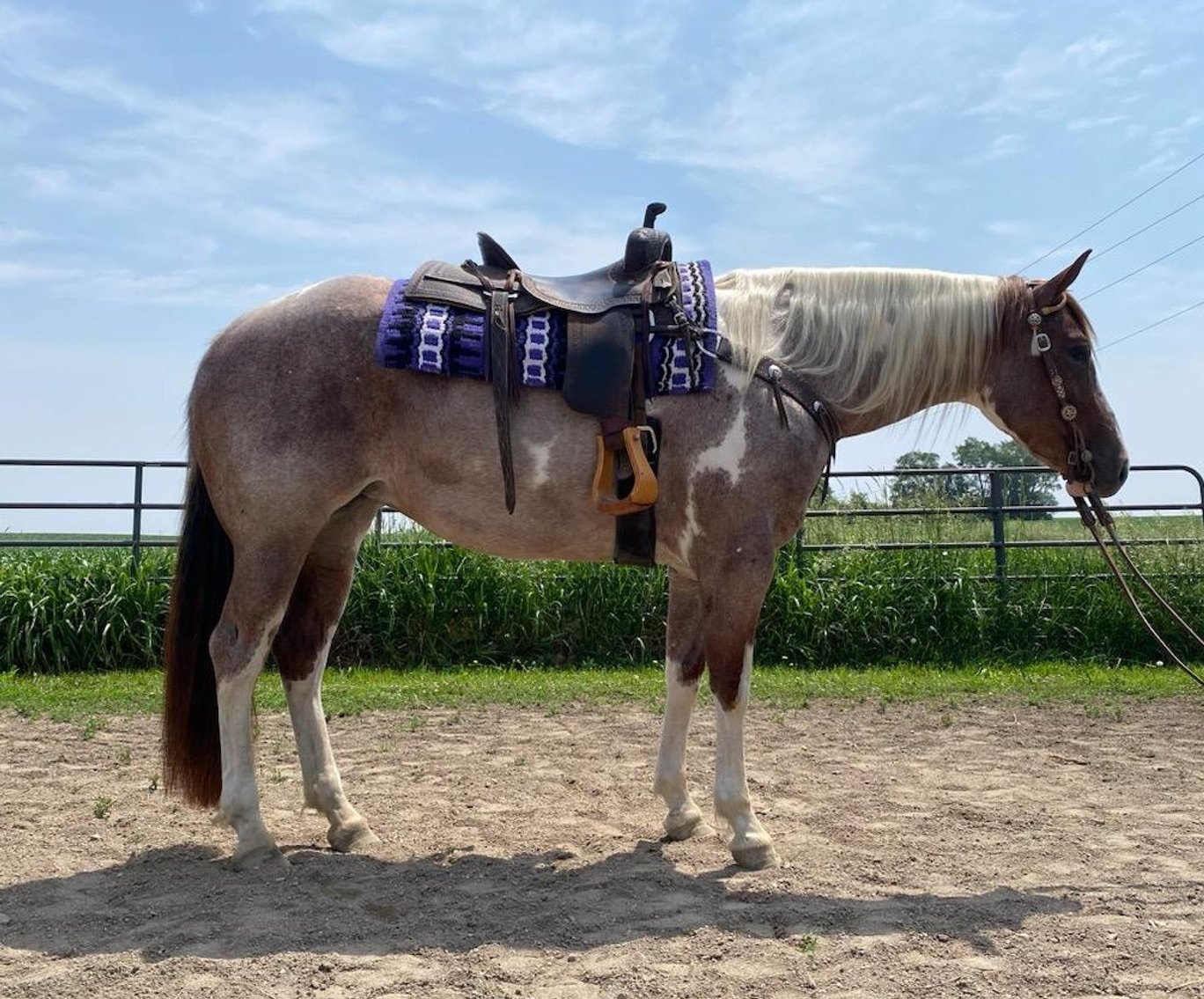 Image for Twin Cities Horse Sales - Appaloosa, Paint, & Quarter Horse Sale  APRIL 6TH Cannon Falls, Minnesota