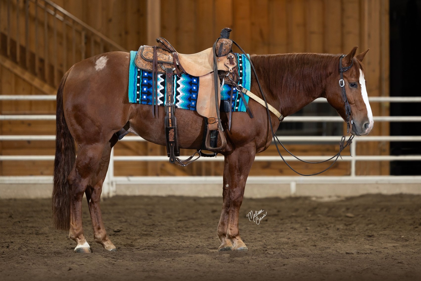 Image for Twin Cities Horse Sales - Appaloosa, Paint, & Quarter Horse Sale  APRIL 6TH Cannon Falls, Minnesota