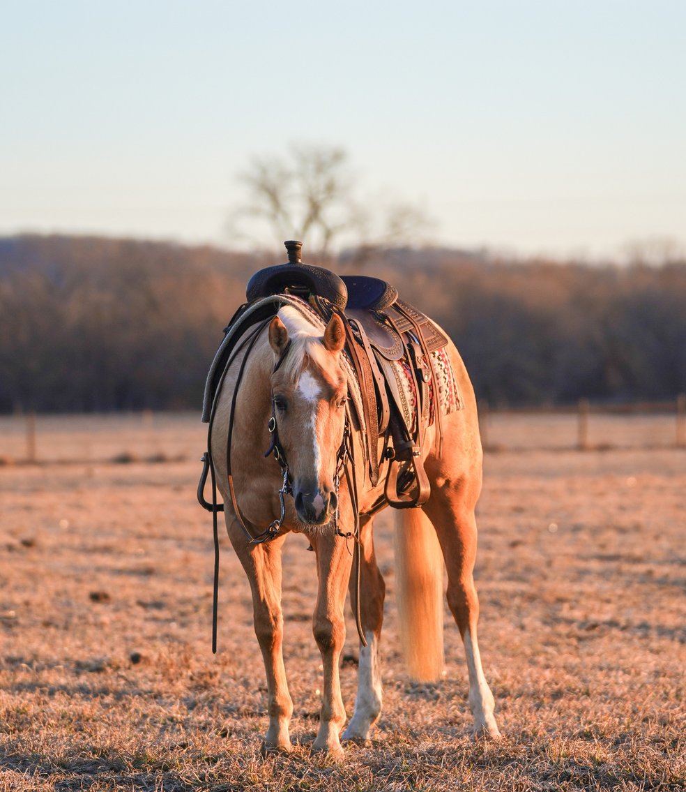 Image for Twin Cities Horse Sales - Appaloosa, Paint, & Quarter Horse Sale  APRIL 6TH Cannon Falls, Minnesota