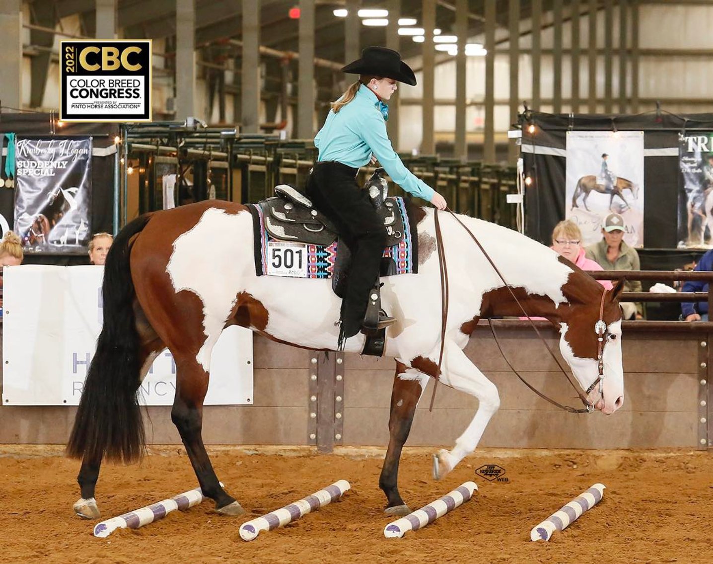 Image for Twin Cities Horse Sales - Appaloosa, Paint, & Quarter Horse Sale  APRIL 6TH Cannon Falls, Minnesota