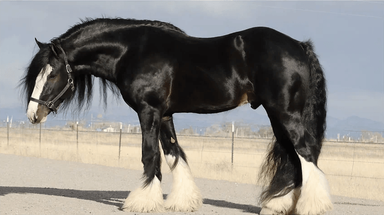 Image for Western Colorado Select Equine Sale - 4th Annual Best In The West! June 22nd - Grand Junction, Colorado