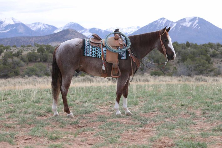 Image for Western Colorado Select Equine Sale - 4th Annual Best In The West! June 22nd - Grand Junction, Colorado
