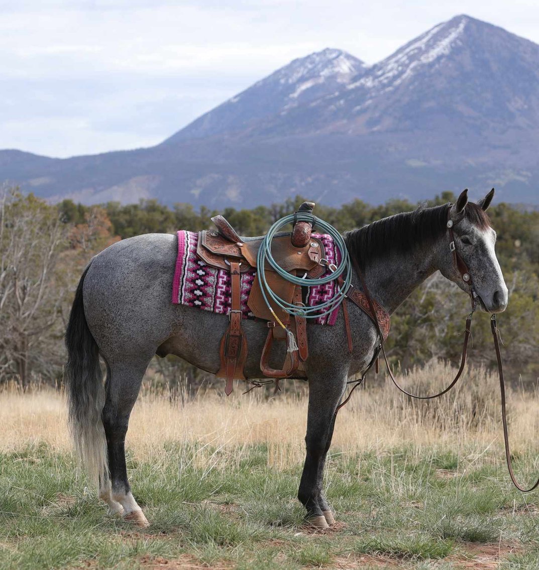 Image for Western Colorado Select Equine Sale - 4th Annual Best In The West! June 22nd - Grand Junction, Colorado