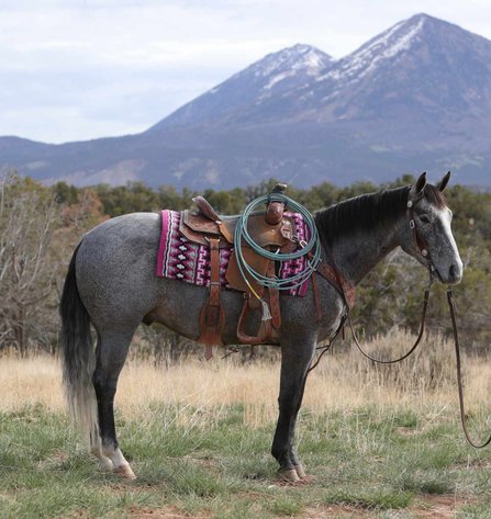 Image for Western Colorado Select Equine Sale - 4th Annual Best In The West! June 22nd - Grand Junction, Colorado