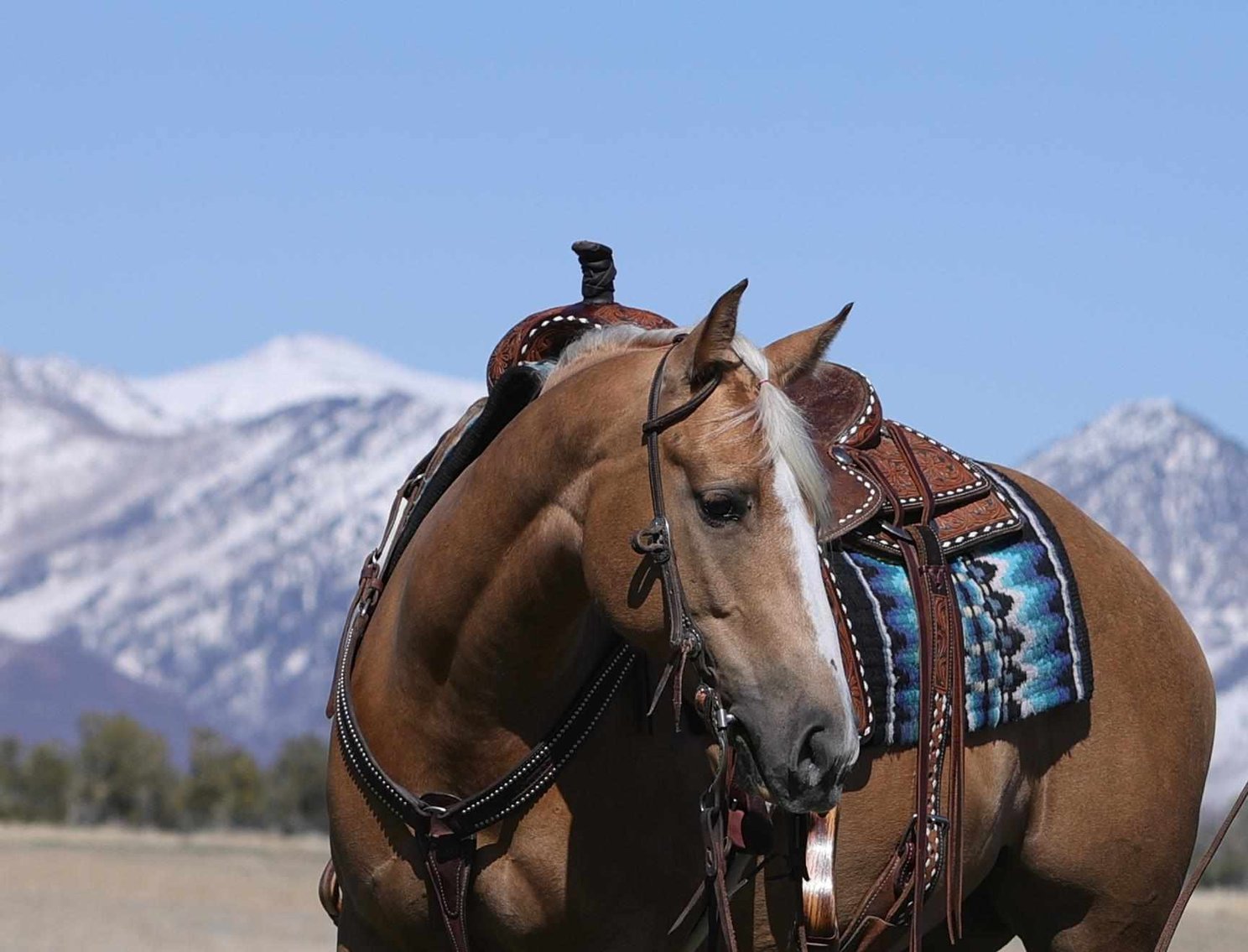 Image for Western Colorado Select Equine Sale - 4th Annual Best In The West! June 22nd - Grand Junction, Colorado